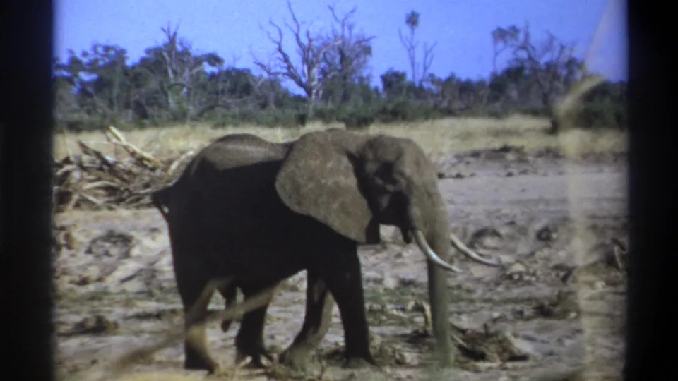 The elephant continues across the dry South African landscape, framed by dark borders and sparse vegetation.