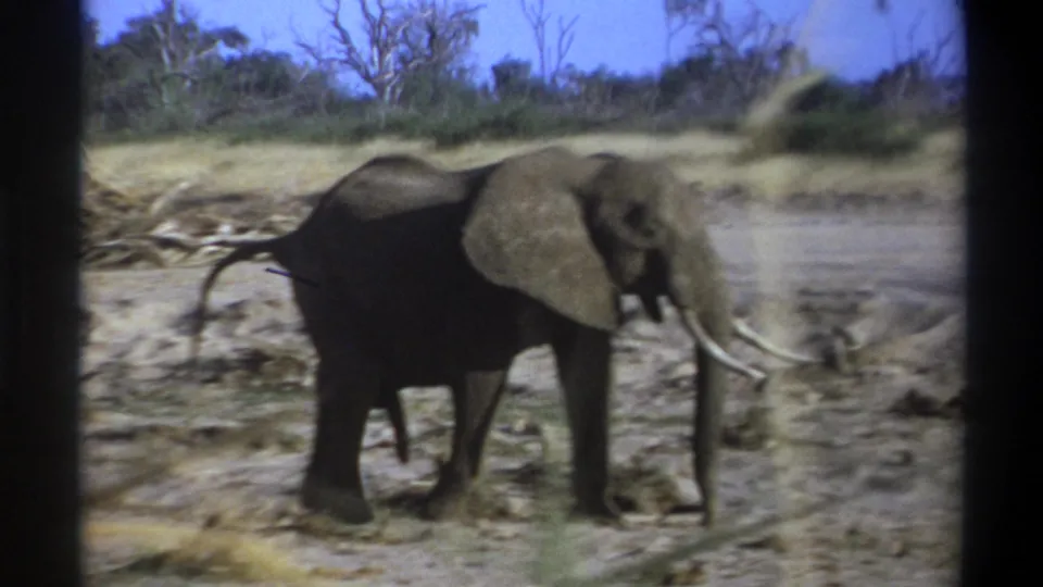 A handheld 8mm frame shows the tusked elephant on dry grassland, with motion blur and sparse trees behind it.