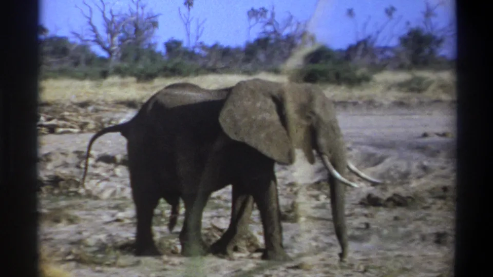 The final frame shows the elephant still moving through the dry 1969 South Africa landscape with brush and bare trees behind it.