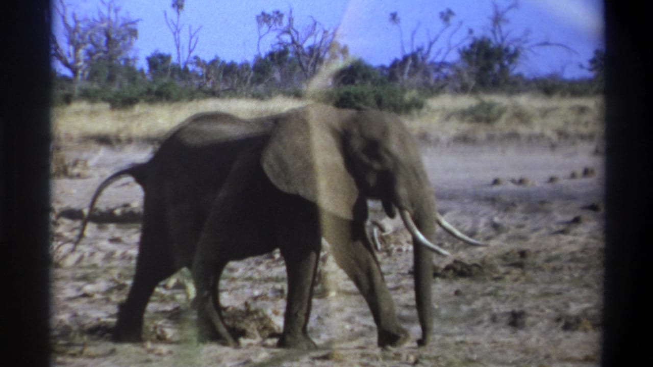 Cataloged 1969 Cape Town-area 8mm footage shows a tusked elephant walking left to right across a dry landscape with sparse trees.