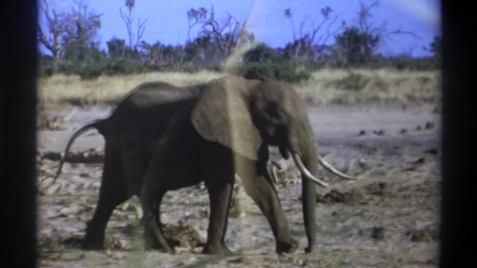 Cataloged 1969 Cape Town-area 8mm footage shows a tusked elephant walking left to right across a dry landscape with sparse trees.