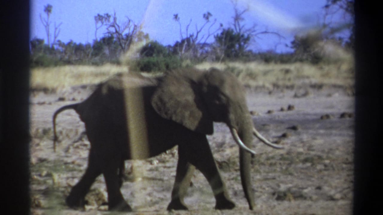 Cataloged 1969 8mm wildlife footage shows a tusked elephant in side profile walking through a dry, open South African landscape.