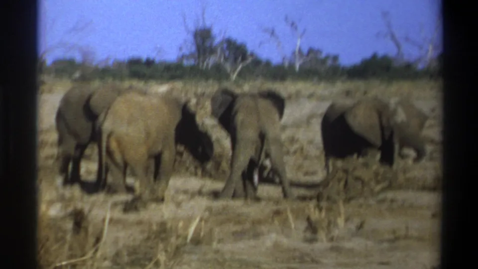 Cataloged 1969 Cape Town-area 8mm footage shows a small group of elephants gathered on dry ground with scrub and trees in the background.