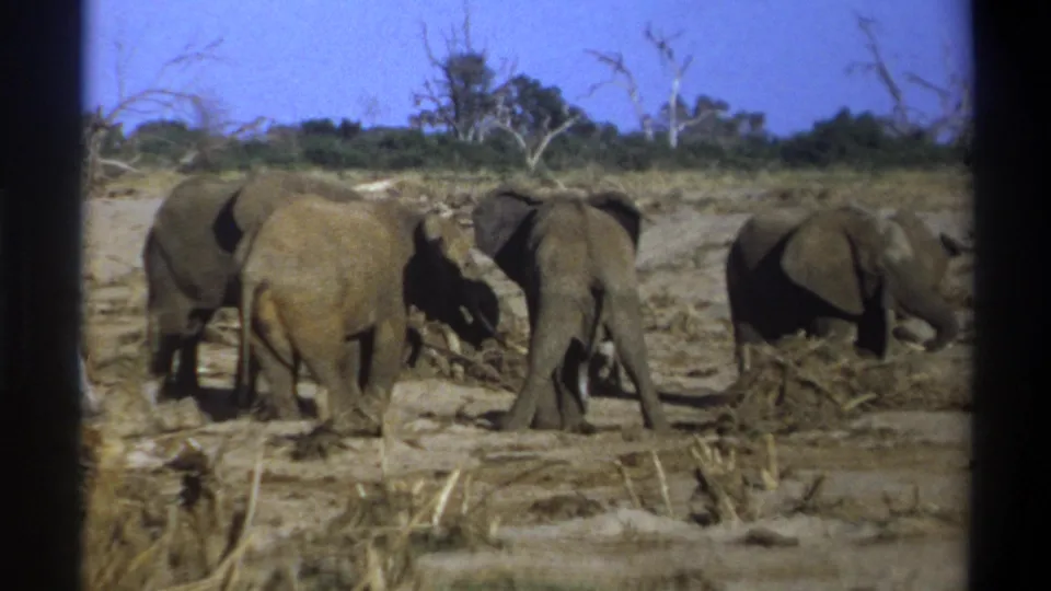 Cataloged 1969 8mm wildlife footage shows several elephants clustered on a dry plain, with sparse trees and scrub behind them.
