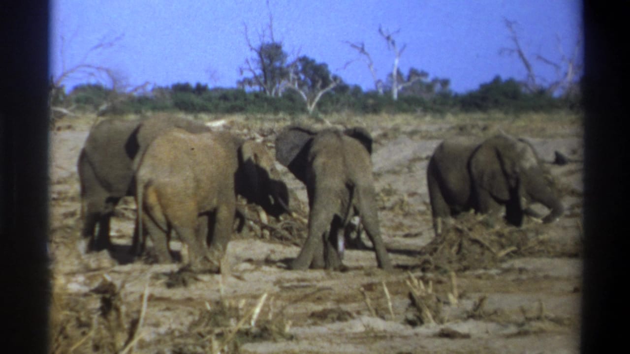 1969 8mm footage from the supplied Cape Town, South Africa metadata shows elephants on dry open land under a bright blue sky.