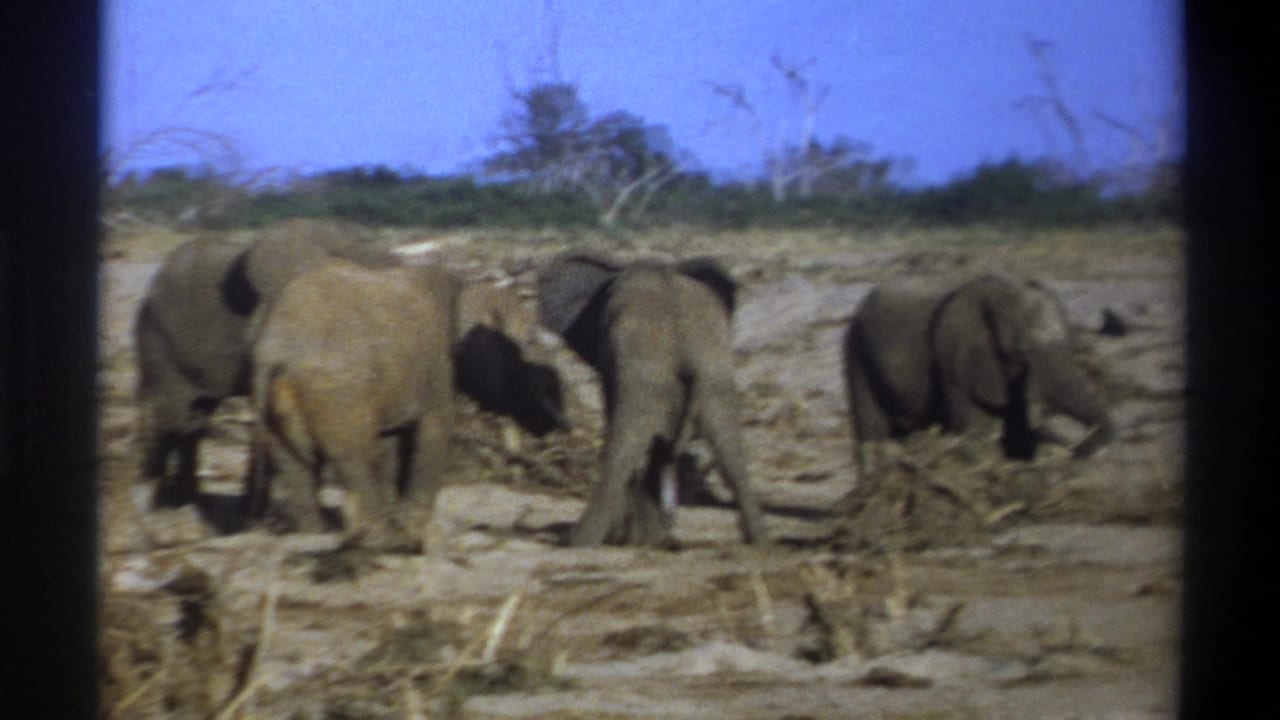 Elephants cluster on a dry riverbank or clearing with brush scattered across the foreground.