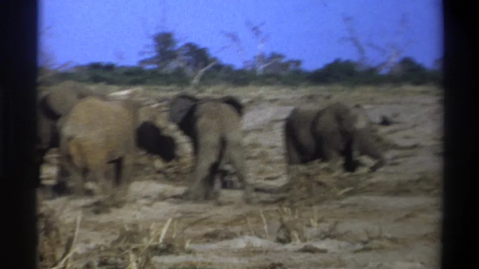 A softer 8mm frame shows elephants crossing dry ground in the supplied 1969 Cape Town wildlife clip.