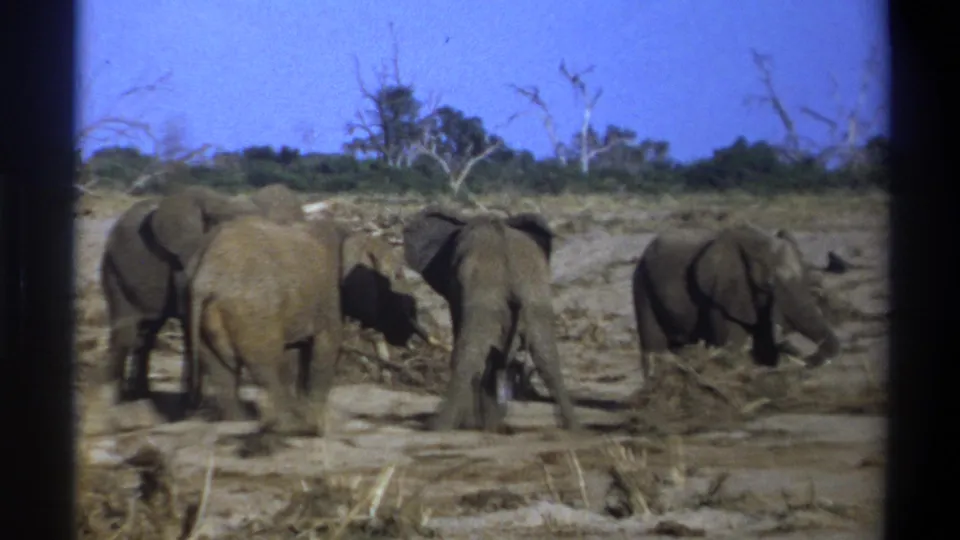 The closing frame shows elephants in dry habitat, with sparse trees and 8mm home-movie borders visible.
