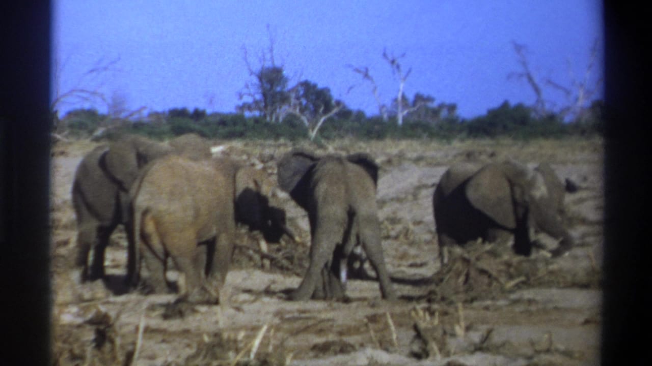 1969 8mm footage shows a small elephant herd on dry ground in the Cape Town, South Africa metadata location.