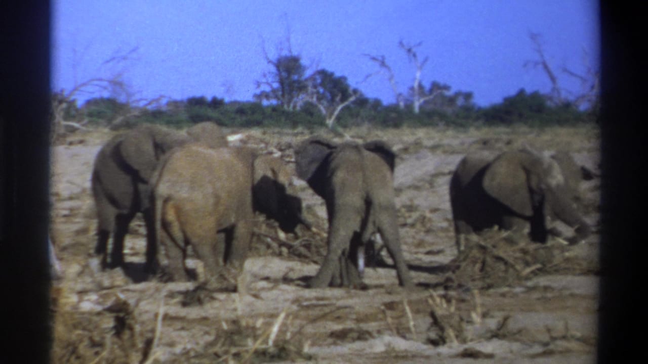 Elephants stand close together near scattered dry branches and scrub.