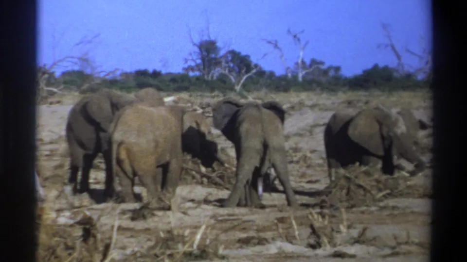 A small herd of elephants stands in a dry open area, with 8mm frame borders visible around the scene.