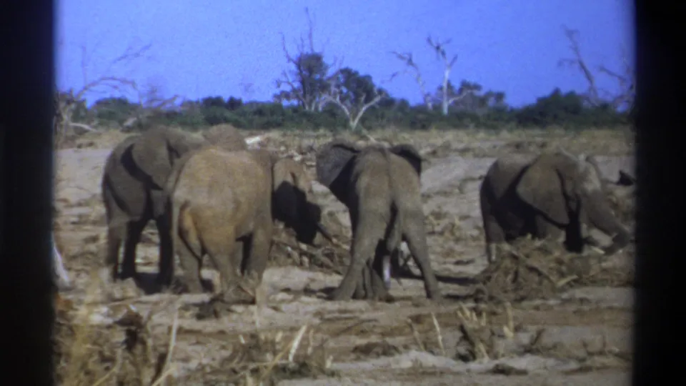 The 8mm frame shows elephants foraging slowly in a dry South African landscape supported by the clip metadata.