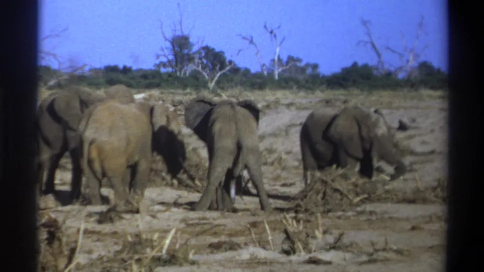 Elephants remain in view on dry ground, framed by dark 8mm borders and a bright blue sky.
