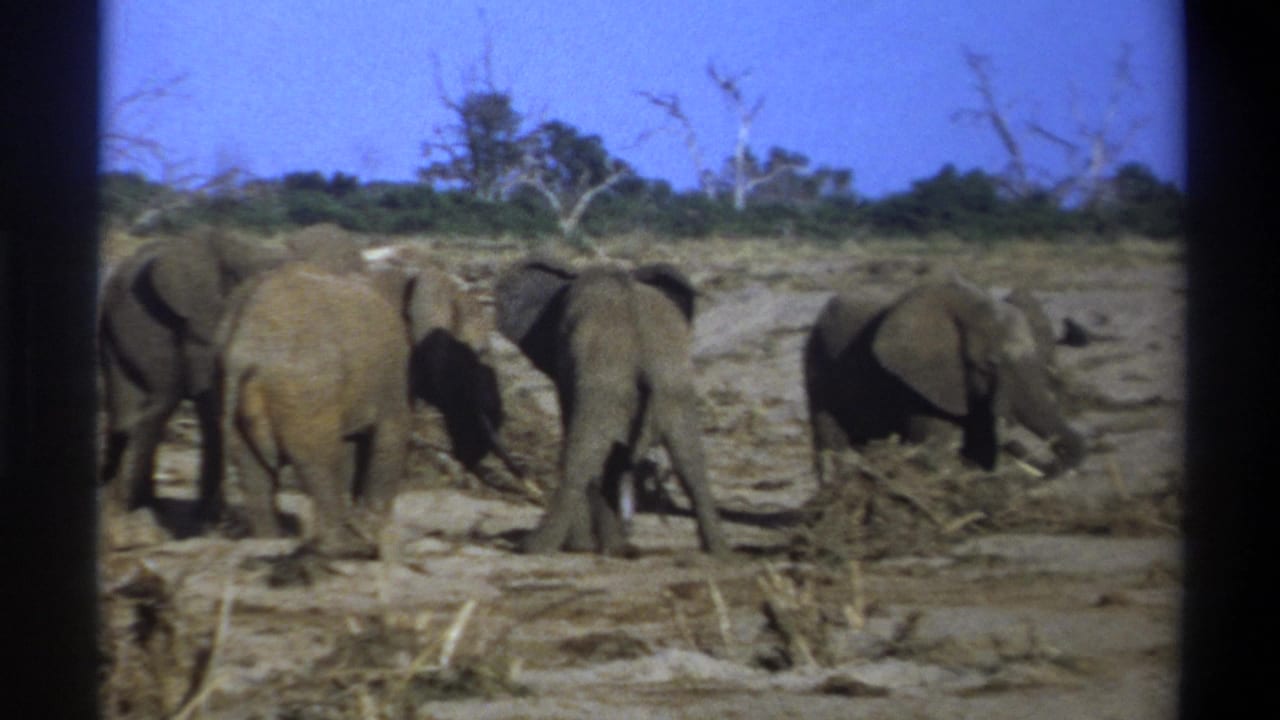 1969 8mm footage from South Africa shows a small group of elephants foraging in a dry open landscape under a blue sky.