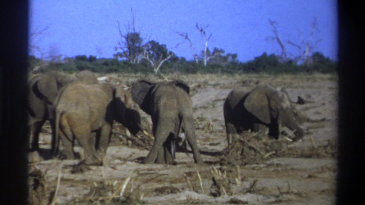 Elephants stand near brush in a dry clearing with low vegetation beyond.