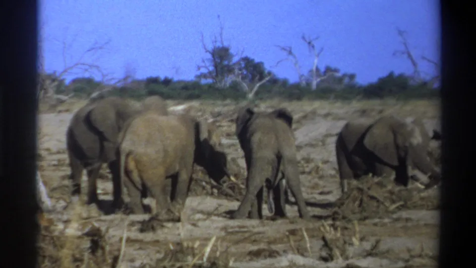 1969 8mm home-movie frame shows adult elephants and a smaller elephant near brush in a dry open setting.