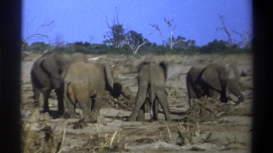 The final frame shows elephants foraging and shifting position in a dry South African landscape, with visible 8mm borders.
