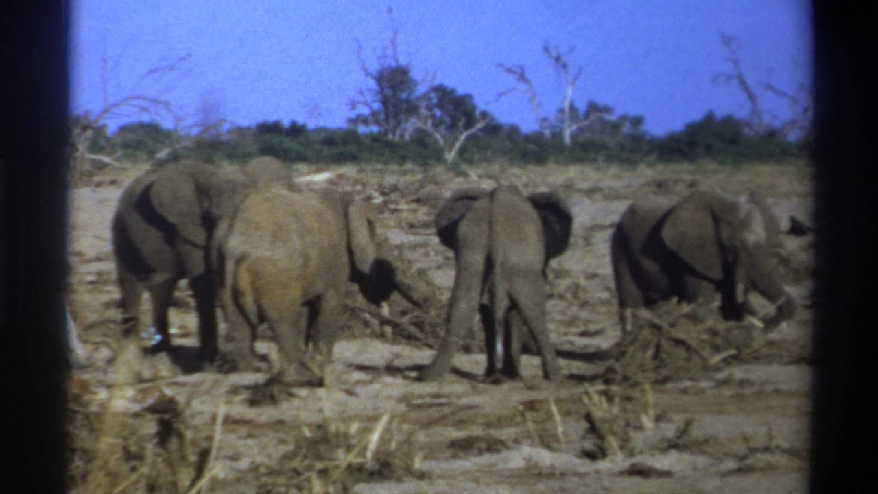 1969 Cape Town 8mm frame showing four elephants from behind as they stand and forage on dry open ground.