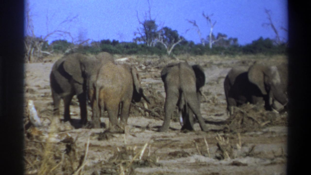 Elephants standing and foraging on dusty terrain with brush, trees, and a blue sky.