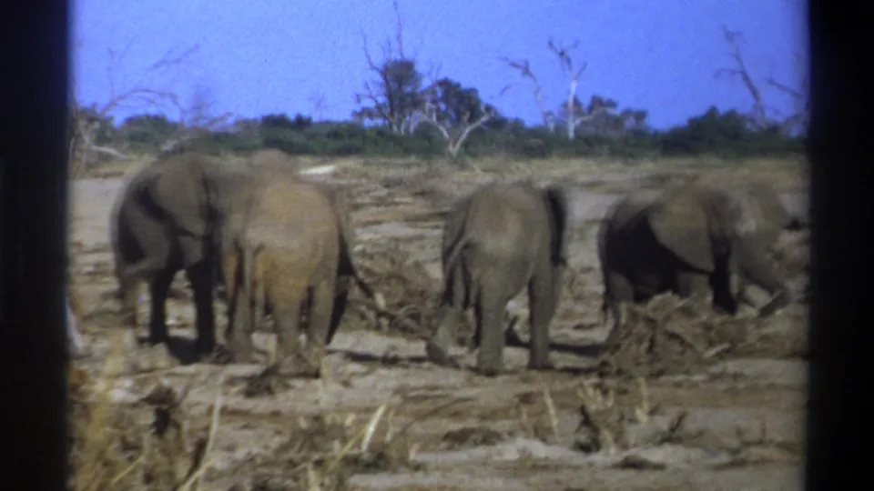 1969 Cape Town 8mm frame showing four elephants from the rear, with tails visible and dry scrub in front.