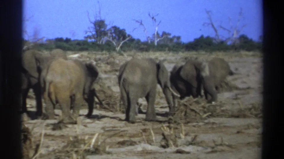 1969 Cape Town 8mm frame showing elephants spread across a dry clearing with brush and a distant treeline.