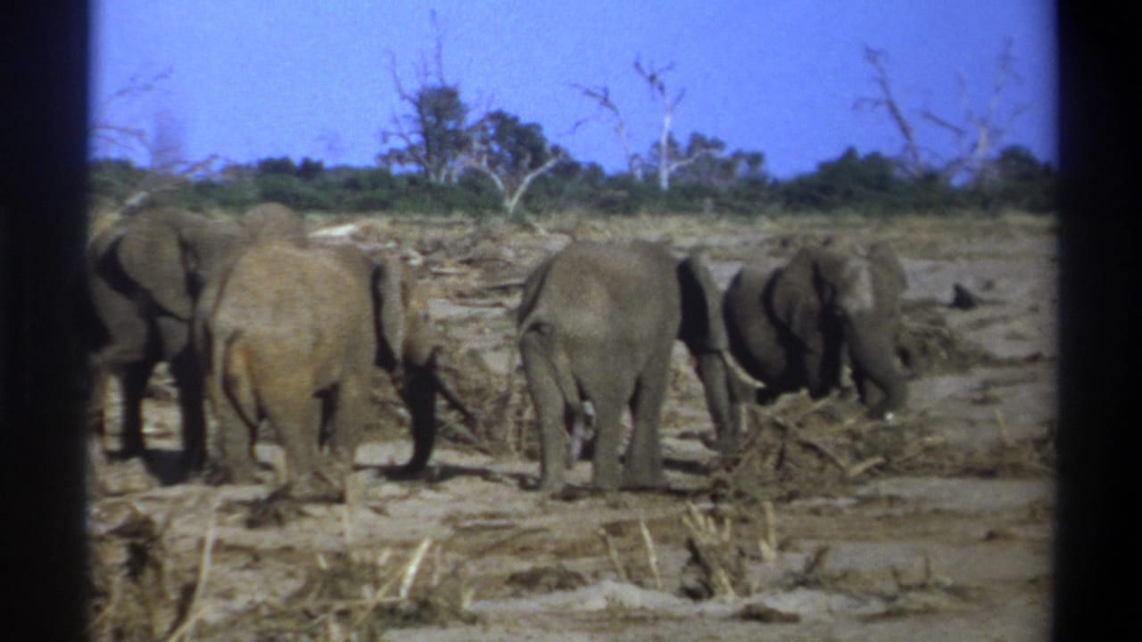 1969 8mm South Africa safari footage showing a small group of elephants on dusty terrain beneath a bright blue sky.