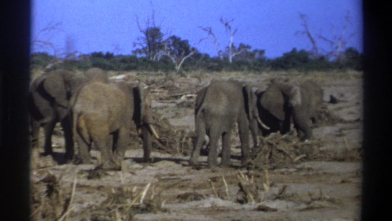Elephants stand in a dry open area with brush and trees in the background.