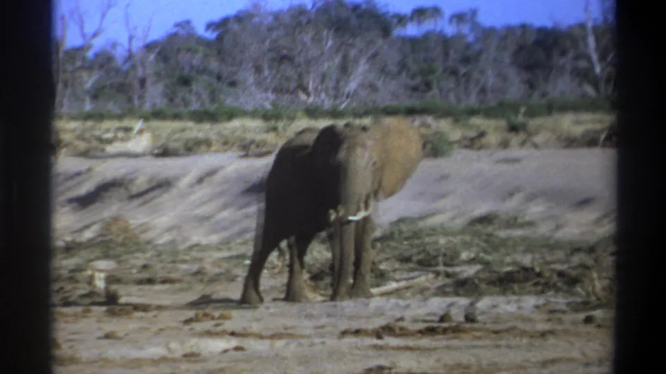 1969 8mm South Africa safari footage showing one elephant paused in a dry riverbed-like area with scrub and trees beyond.