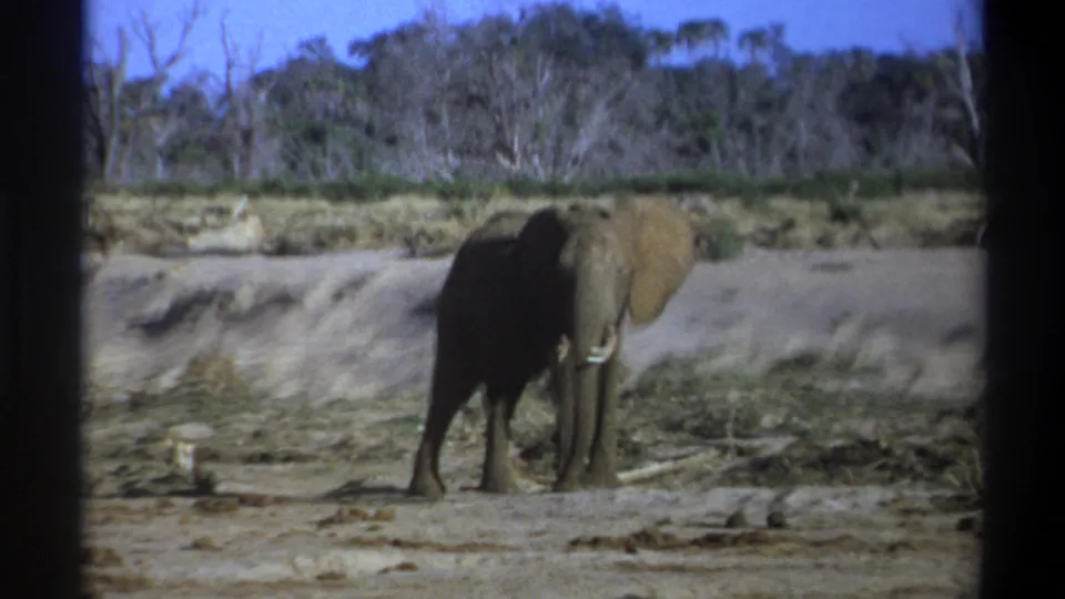 1969 8mm South Africa footage of an elephant facing the camera in a dry savanna landscape with dark film borders visible.
