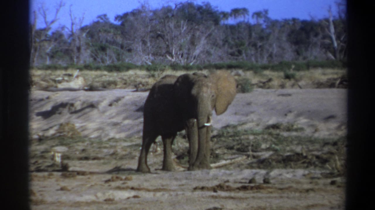 1969 8mm frame from South Africa showing a gray elephant with pale tusks standing in a dry open area.
