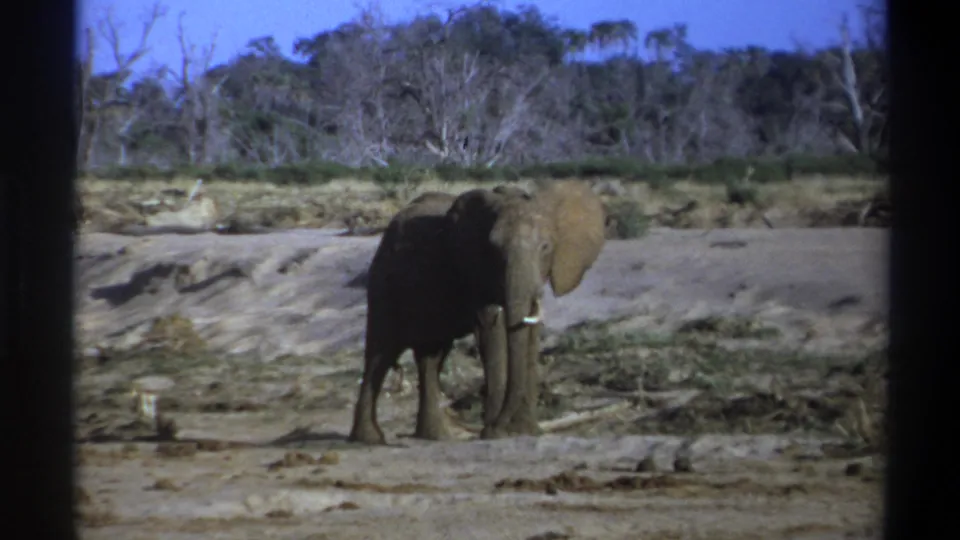 1969 8mm frame from South Africa showing a gray elephant with pale tusks standing in a dry open area.