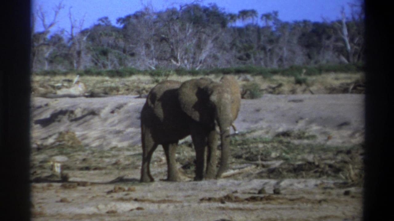 Elephant facing slightly toward the camera in a dry field.