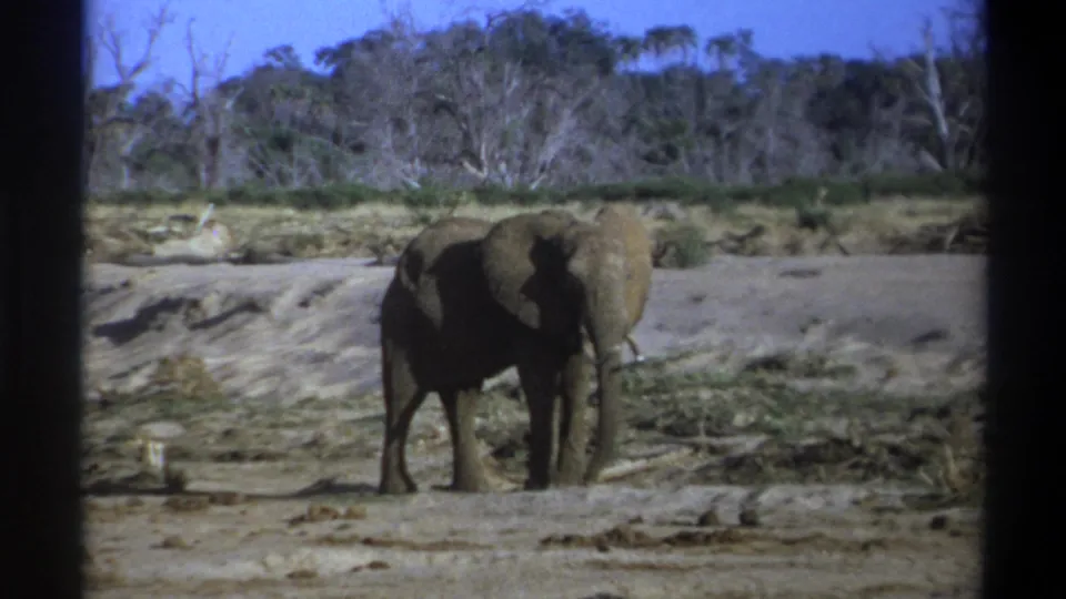 1969 South Africa home-movie frame showing an elephant angled toward the camera with tusks visible against dry brush.