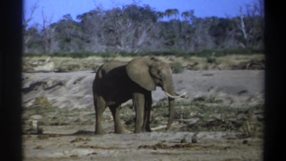1969 8mm wildlife frame from South Africa showing a side view of an elephant with long pale tusks.