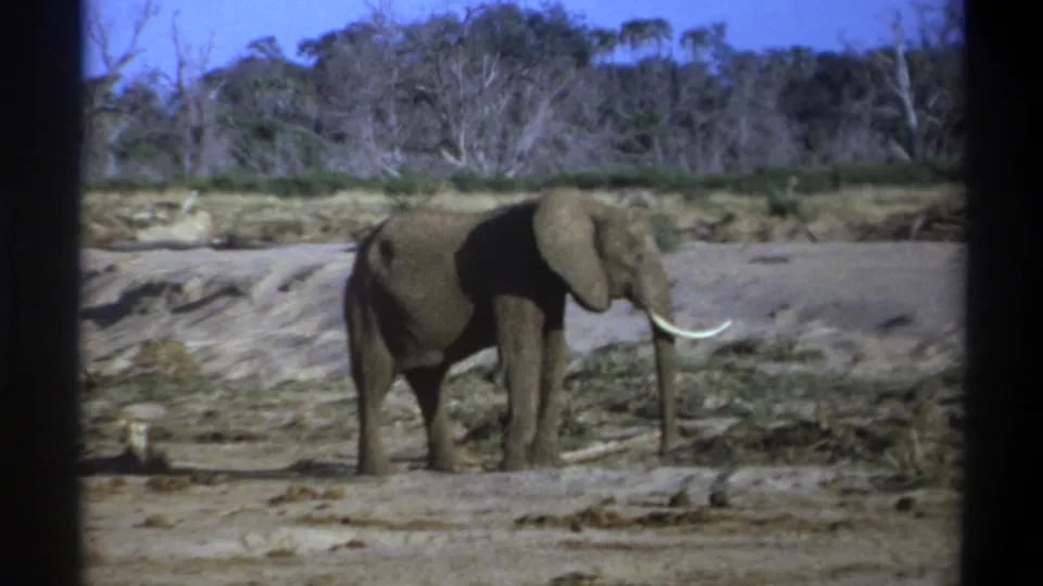1969 South Africa 8mm frame showing the elephant in profile beside dry brush under a bright blue sky.