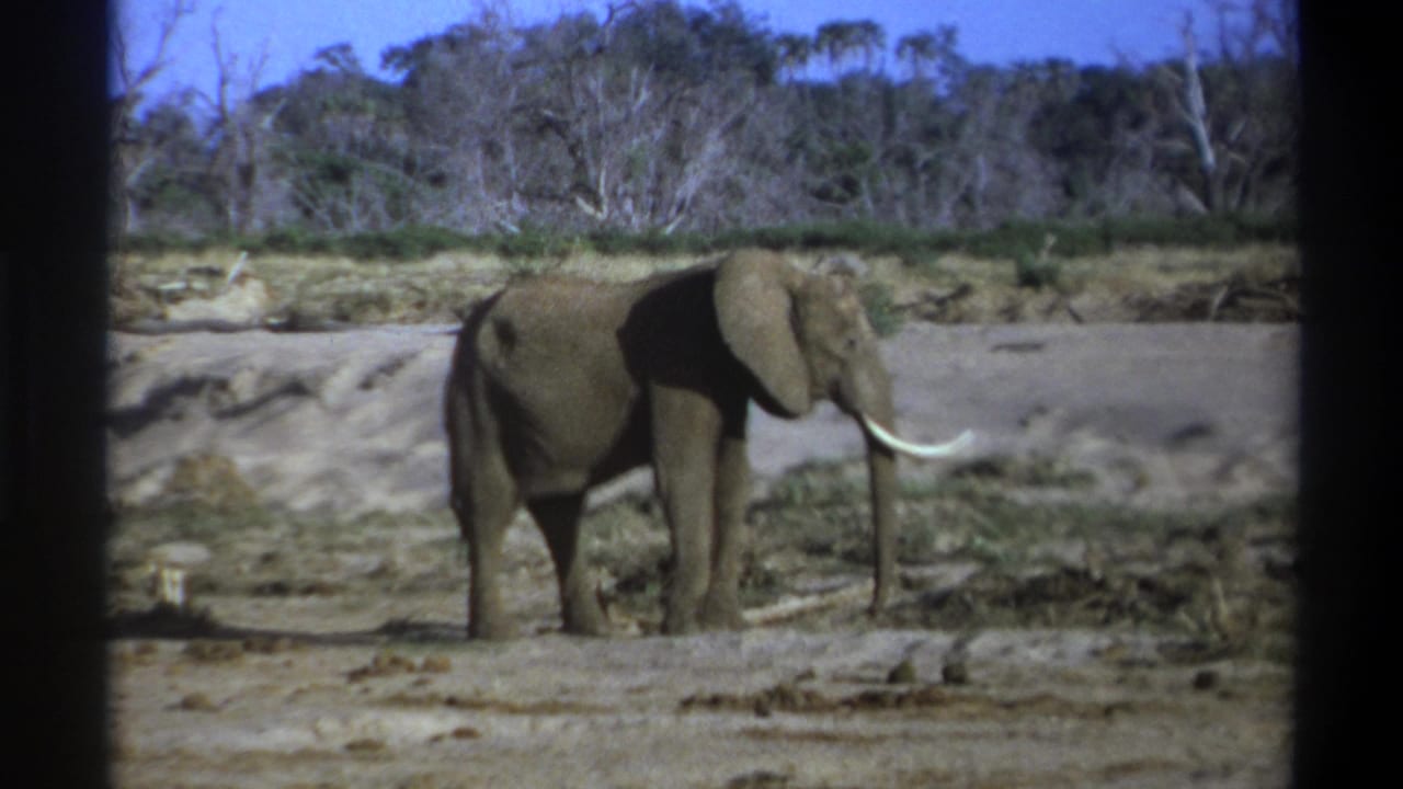 1969 Cape Town home-movie frame showing a lone tusked elephant standing in a dry, open habitat with scrub and bare trees behind it.