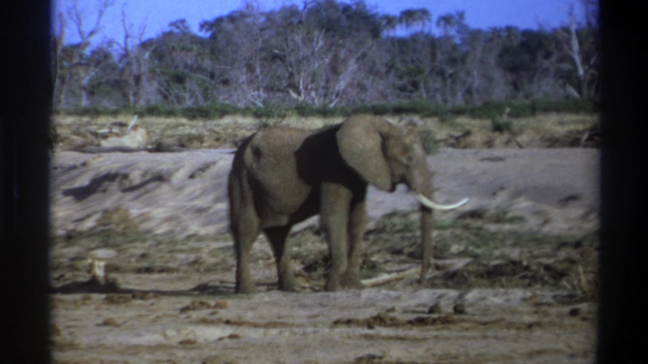 Elephant standing side-on near a sandy bank and dry vegetation.