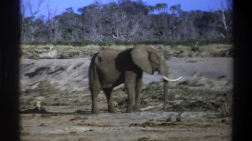 1969 Cape Town frame of a tusked elephant standing almost still on dusty ground, with a sandy embankment and dry trees in the background.