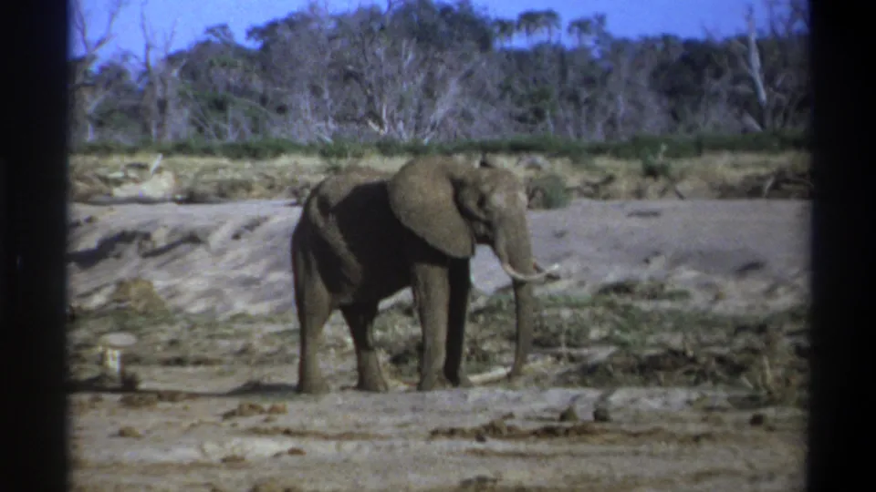 1969 Cape Town home-movie frame showing the elephant turned more toward the camera, with tusk, trunk, dry scrub, and trees visible.