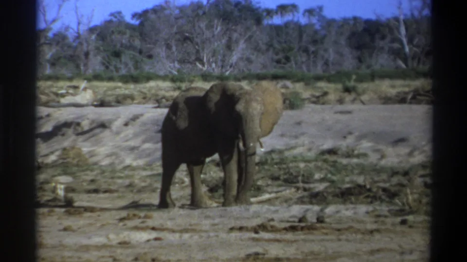 1969 Cape Town frame of the lone elephant standing in stronger shadow, with tusks, dusty ground, scrub, and a wooded dry background visible.