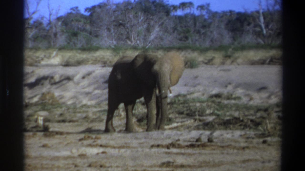 1969 8mm South Africa footage shows a tusked elephant standing in a dry riverbed with scrub, pale trees, and blue sky behind it.