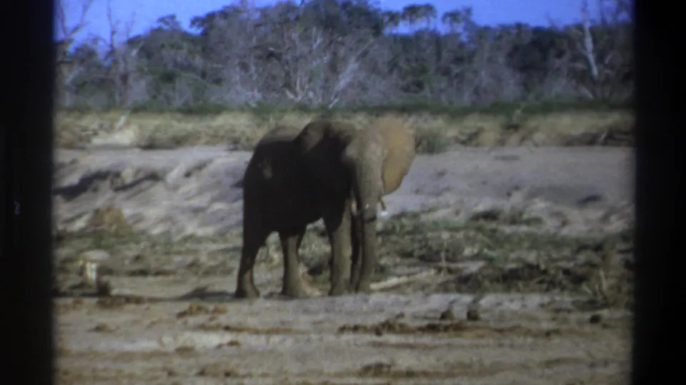 1969 8mm South Africa footage shows a tusked elephant standing in a dry riverbed with scrub, pale trees, and blue sky behind it.