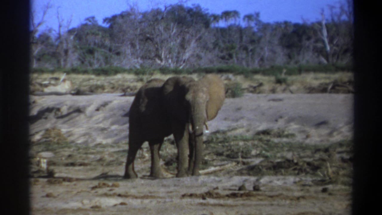 1969 8mm South Africa frame showing an elephant in a dry, open riverbed, with sparse trees and scrub under a clear sky.