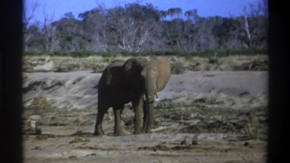 1969 8mm South Africa frame showing an elephant in a dry, open riverbed, with sparse trees and scrub under a clear sky.