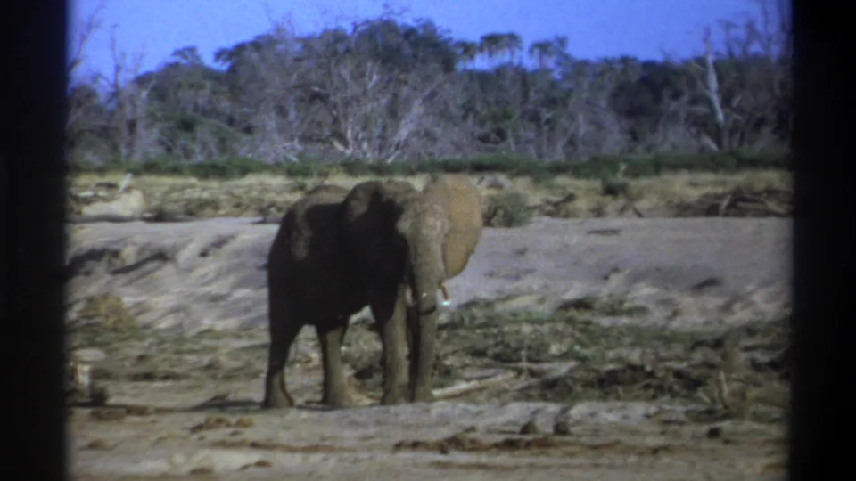 1969 8mm South Africa footage shows the elephant slightly turned, standing among dry sand, brush, and distant leafless trees.