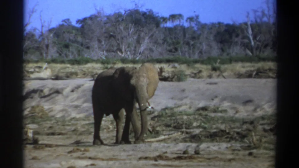 1969 8mm South Africa frame showing a tusked elephant facing partly forward in a dry riverbed with scrub and pale trees beyond.