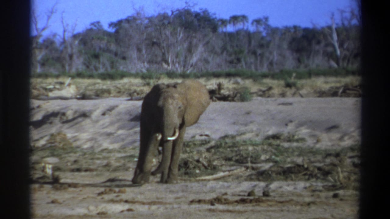 1969 Cape Town-area 8mm frame showing a solitary tusked elephant on dry ground with scrub, bare trees, and blue sky behind it.