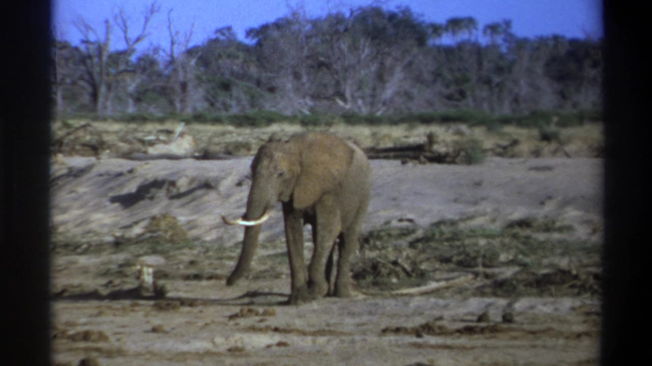 1969 South Africa 8mm frame with a tusked elephant standing alone in a dry open area, backed by scrub vegetation and leafless trees.