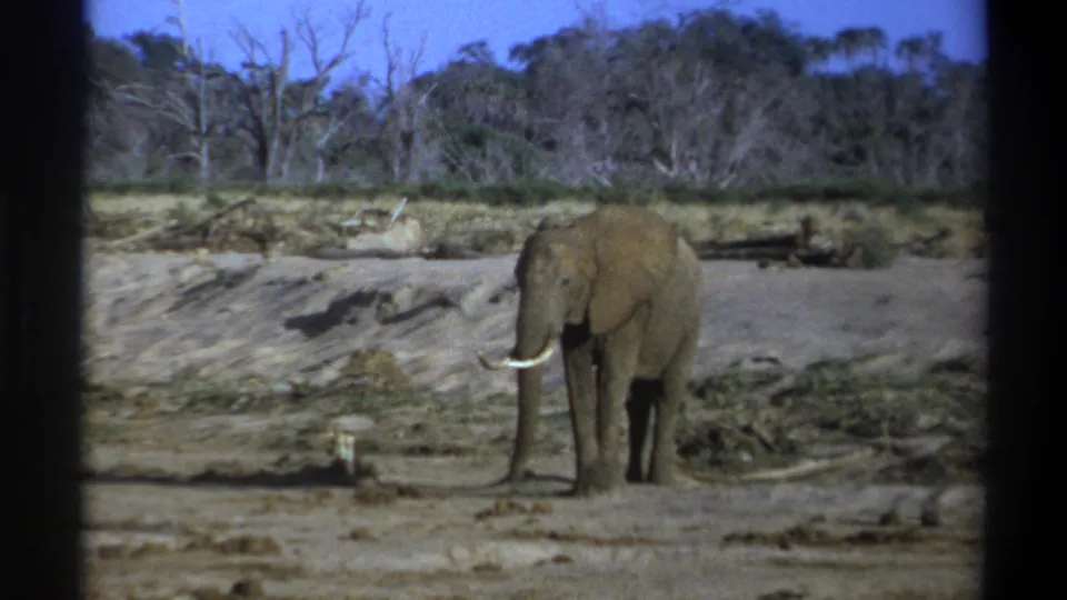 Cape Town, South Africa 1969 8mm frame showing the elephant with its trunk lowered near an eroded bank and scattered brush.