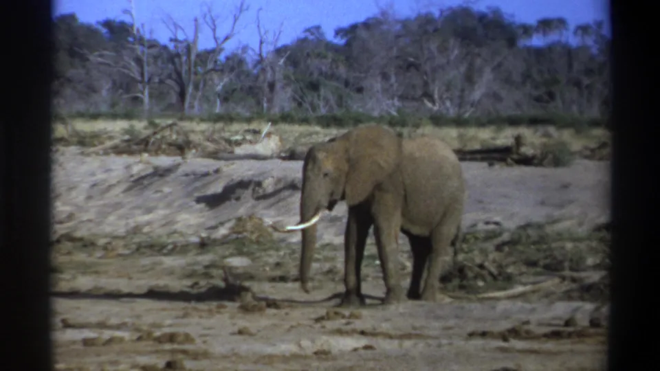 Late-1960s 8mm frame from South Africa showing a solitary elephant in broadside view on dusty ground with scrub and trees in the background.